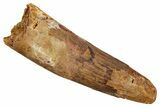 Fossil Spinosaurus Tooth - Real Dinosaur Tooth #344903-1